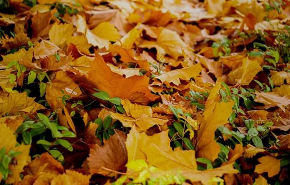Картинка осень, поляна, желтые, рыжие, листопад, много, кленовые, ворох листьев, осенние листья