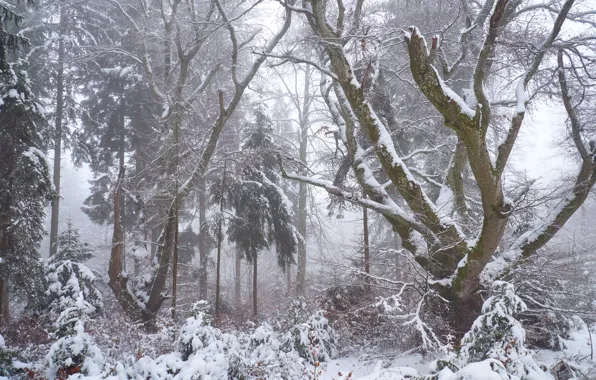 Картинка зима, лес, снег, деревья, ветки, природа, туман, стволы, зимний, дымка, снегопад, кустарники, заснеженный