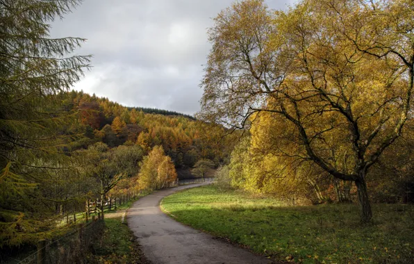 Картинка дорога, осень, лес, деревья, Англия