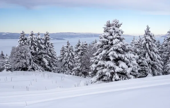 Картинка зима, лес, небо, снег, деревья, природа