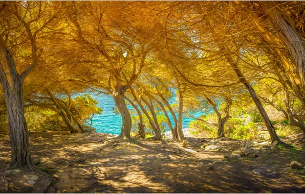 Картинка море, деревья, Италия, Сардиния