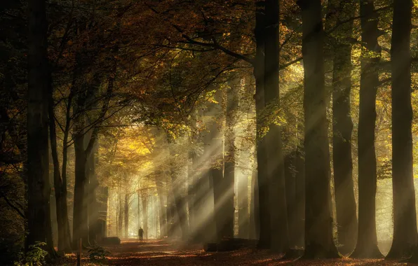 Картинка дорога, осень, лес, лучи, свет, деревья, туман, парк, листва, человек, утро, дымка, аллея, тропинка