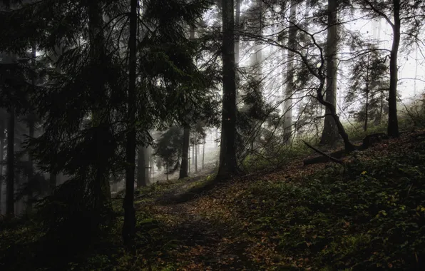 Картинка лес, деревья, природа, туман, Германия, тропинка, Baden-Württemberg, Wilhelmsfeld