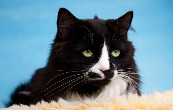 Картинка кошка, кот, взгляд, морда, черно-белый, черный, портрет, мех, голубой фон, зеленые глаза, красавчик, эффектный, выразительный