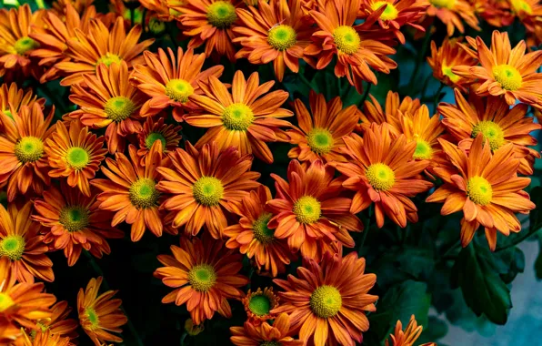 Картинка цветы, букет, оранжевые, хризантемы