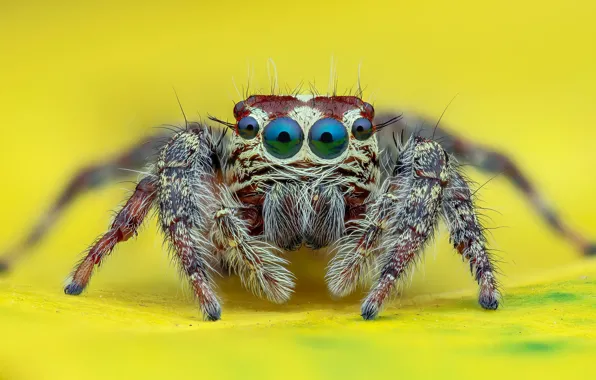 Картинка глаза, взгляд, макро, паук, желтый фон, прыгун, джампер, паучок, прыгающий паук, членистоногое