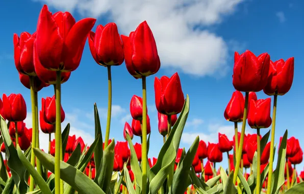 Картинка небо, весна, тюльпаны
