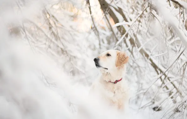 Картинка зима, морда, снег, ветки, собака, ретривер