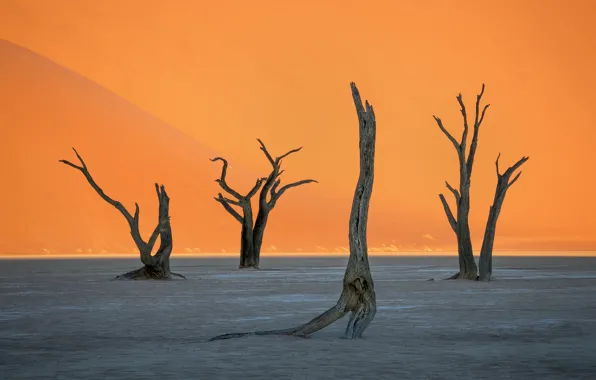 Картинка дерево, пустыня, ствол, Африка, Намибия