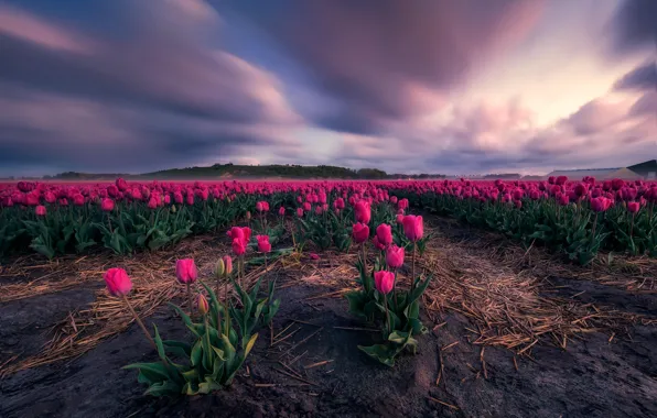 Картинка поле, небо, облака, цветы, весна, даль, тюльпаны, солома, розовые, плантация, тюльпановое поле