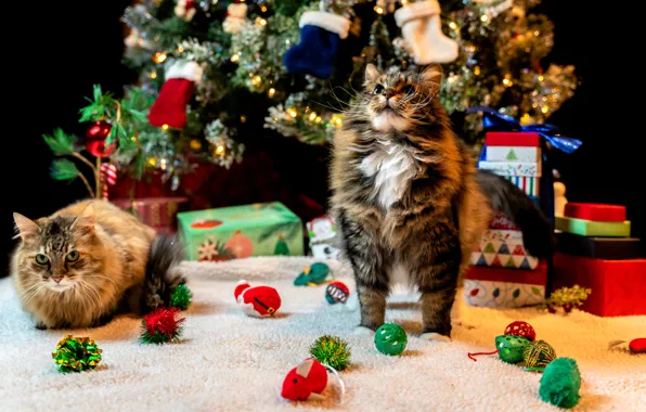 Картинка кошка, кот, кошки, праздник, Рождество, пара, Новый год