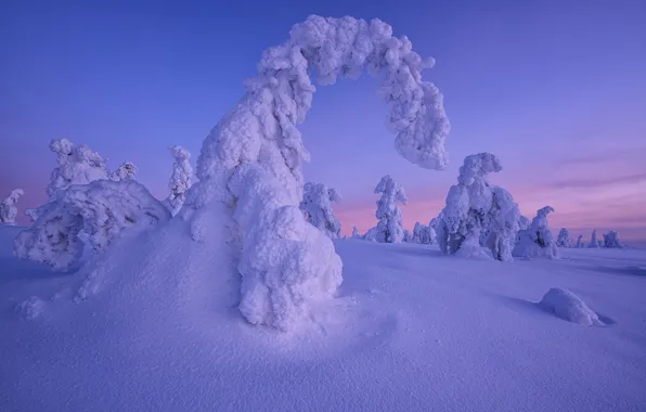 Картинка зима, снег, деревья, закат, сугробы, Финляндия, Лапландия