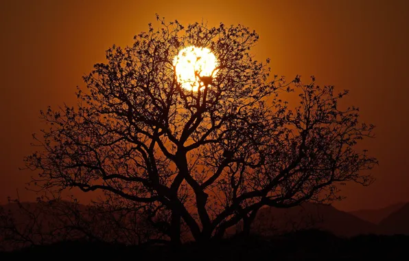 Картинка солнце, закат, ветки, дерево, силуэт