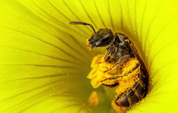 Картинка цветок, макро, желтый, пчела, пыльца, тычинки, насекомое, сбор пыльцы
