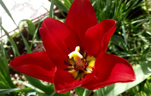 Картинка flowers, macro flowers, tulip