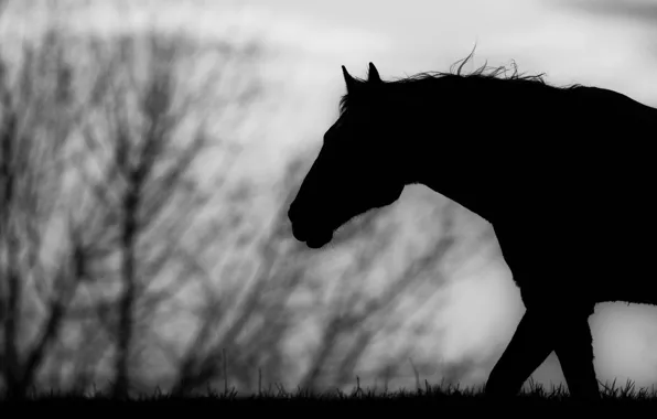Картинка конь, лошадь, чёрно-белое, силуэт, профиль