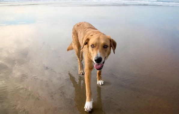 Картинка пляж, друг, собака