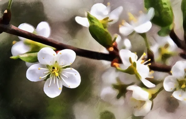 Картинка ветка, весна, рисованное, цветущая вишня