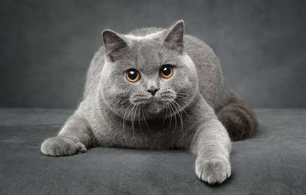Картинка кошка, кот, взгляд, поза, серый, лежит, мордашка, британский, лапка