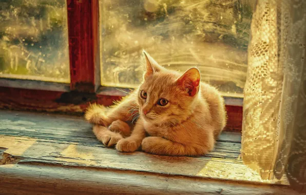 Картинка кошка, кот, животное, окно, подоконник, занавеска, тюль, фотоарт, Ксения Лысенкова