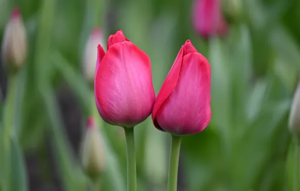 Картинка цветы, весна, сад, тюльпаны, розовые, парочка, бутоны
