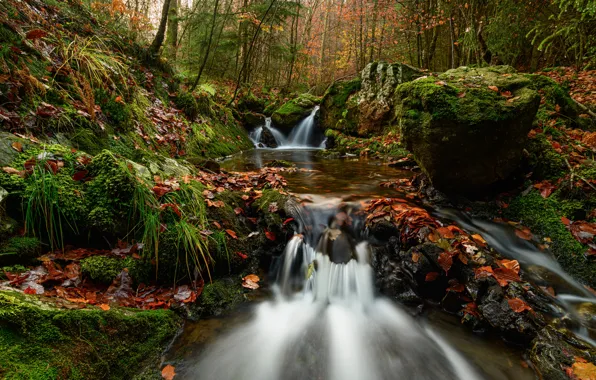 Картинка осень, лес, ручей, водопад, Бельгия, каскад, опавшие листья