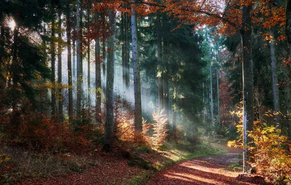 Картинка осень, лес, деревья, лучи солнца, тропинка
