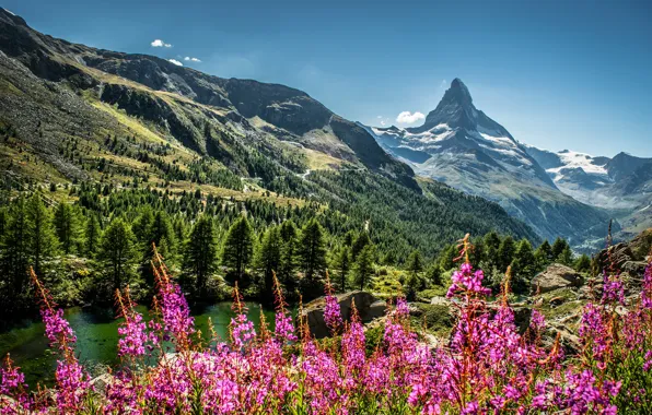 Картинка лес, лето, цветы, горы, природа, озеро, склоны, вершины, ели, голубое небо, иван-чай