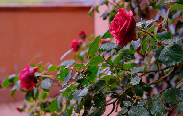 Картинка листья, капли, ветки, стена, дождь, розы, сад, красные, капли воды, розовый куст