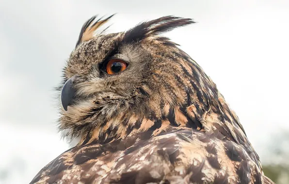 Картинка природа, птица, Eurasian Eagle Owl