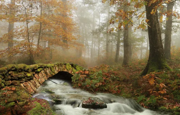 Картинка осень, лес, деревья, речка, мостик, Испания, Наварра