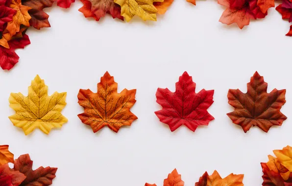 Картинка осень, листья, фон, colorful, background, autumn, leaves, осенние, maple