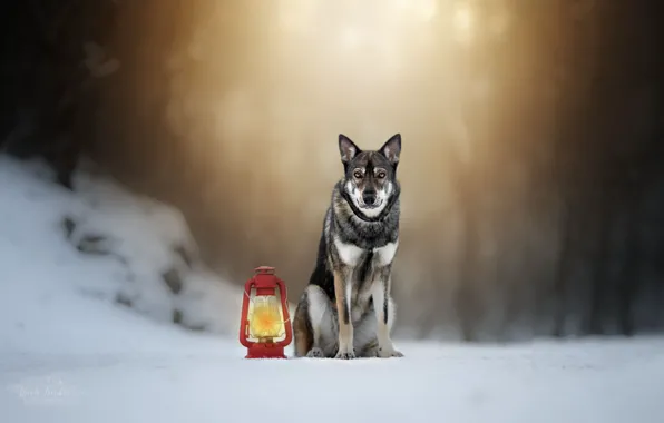 Картинка зима, лампа, собака