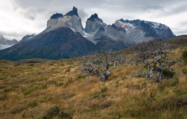 Картинка Chile, Patagonia, Torres del Paine National Park