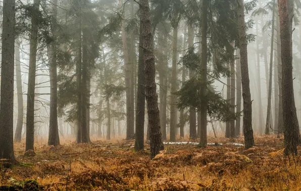 Картинка осень, лес, деревья, ветки, туман, стволы, утро, дымка, сосны, бревно, хвоя, папоротник, сухая трава, бор, …