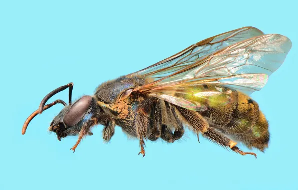 Картинка пчела, голубой фон, José Gabriel Martínez Fonseca