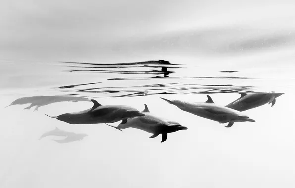 Картинка млекопитающее, узкорылый дельфин, побережье Мексики