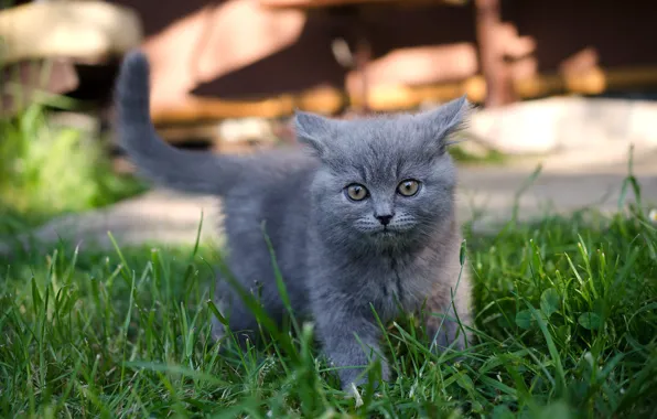 Картинка кошка, трава, взгляд, свет, котенок, серый, двор, прогулка, мордашка, британский, хвостик