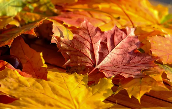 Картинка осень, листья, листва, желтые, кленовые, боке, осенние листья