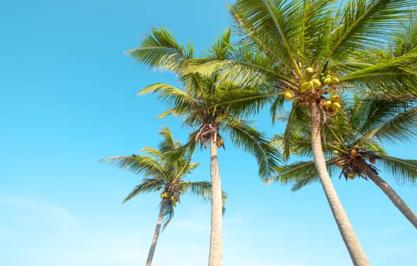 Картинка пляж, лето, небо, пальмы, берег, summer, beach, seascape, beautiful, paradise, palms, tropical