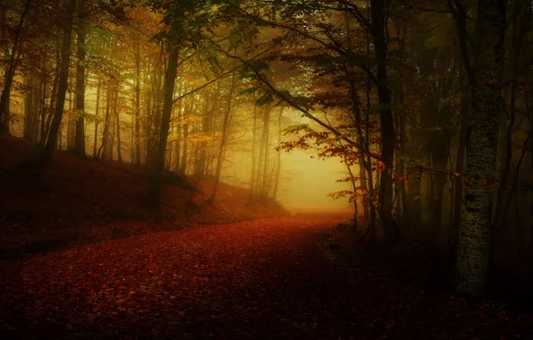 Картинка дорога, осень, лес, туман, полумрак, аллея, листопад