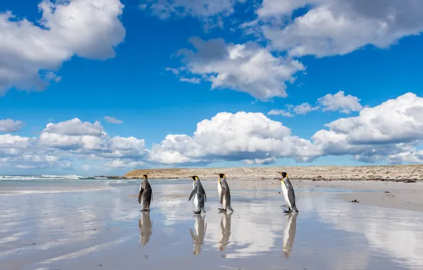 Картинка море, пляж, облака, синева, фон, берег, пингвины, прогулка, голубое небо