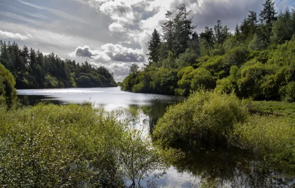 Картинка лес, Англия, речка, Dartmoor
