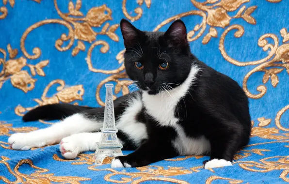 Картинка кошка, кот, взгляд, поза, котенок, черно-белый, игрушка, лежит, Эйфелева башня, сидит, синий фон, сувенир
