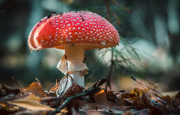 Картинка осень, лес, гриб, мухомор