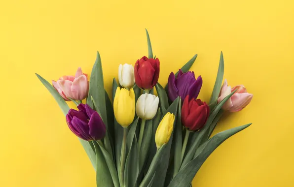 Картинка цветы, colorful, тюльпаны, flowers, beautiful, tulips, spring, multicolored