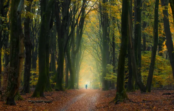 Картинка осень, лес, деревья, человек, Нидерланды, опавшие листья