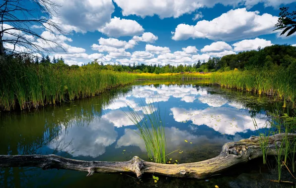 Картинка лес, облака, озеро, отражение, бревно