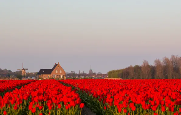 Картинка цветы, дом, тюльпаны, Нидерланды, плантация, ветряная мельница