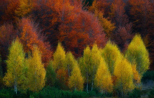 Картинка осень, лес, деревья, природа